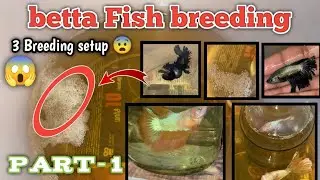 Betta fish breeding 🤩 3 pairs Experiment 😱 bettas world in Tamil #importedfish #trending #shorts