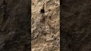 Super ants chisel into solid rock! (Their mandibles are like chisels)
