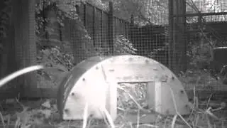 Barbie the hedgehog in 1 of the GSPCA's soft release pens in Guernsey at night