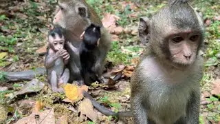 Such a Beautiful day! Little baby Reza plays with cute tiny monkey Amina while pretty girl Amelia..