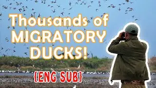 {ENG SUB} Birding Candaba Marsh in Late 2021 | Migratory Duck Galore!