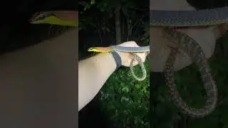 Kopstein&rsquo;s Bronzeback #nature #herping
