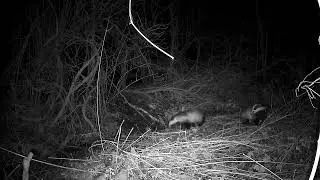 The Badger Set 3rd to the 4th of Feb 2025.  Caerwent South Wales