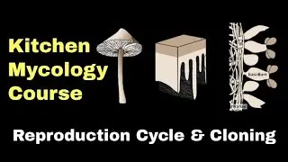 Mushroom Reproduction and Cloning