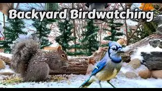 🔴LIVE 4K Bird & Squirrel Watching - Brights Grove On. 🇨🇦 #birds #squirrel