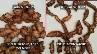 India - 25% Higher Ginger Yield with Bio.SoilZ