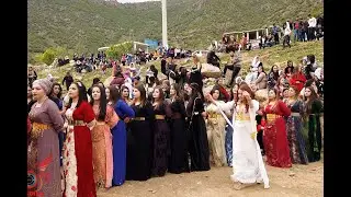 Harika ve Coşkulu bir Şexani Halayı