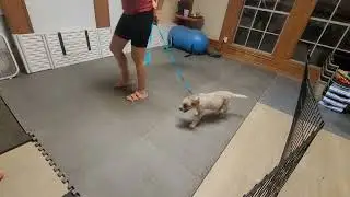 Rash x Wink pups - Leash Training