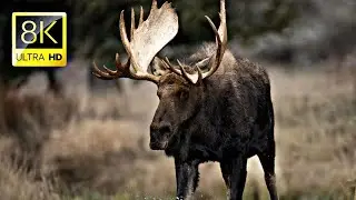 Moose: The Largest Members of the Deer Family | Discover HD