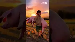 Litte girl and cute pig #animalfacts #cute #animalintelligence