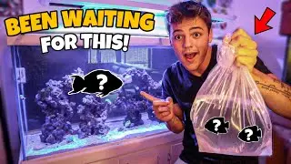 My LONG LOST SALTWATER FISH ARRIVED for AQUARIUM!!