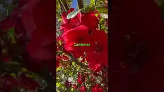 I love flowers #Canberra