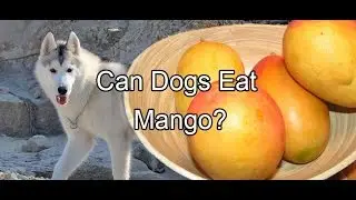 Can Dogs Eat Mango?