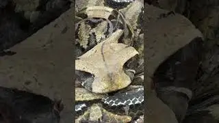 Габонская гадюка в дикой природе!