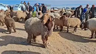 سوق العدنانية اليوم 2026/1/15 اسعار الحلال وحركة المجنوي والكباش الفحول والفطيمة #اشترك_بل_قناة_