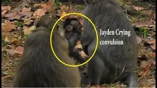 Poor Baby monkey Jayden Crying for Mother | Jade wean to Hit to reject milk  Jayden cry convulsion