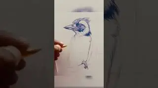Beautiful bird pen drawing | beautiful drawing | Timelapse drawing