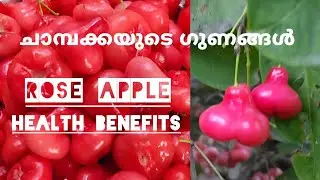 Benefits of Champaka ❤ || Rose Apple Health Benefits #chamba #chambakka #roseapple #health #home