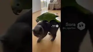 Кот и попугай №198🦜#shorts #viral