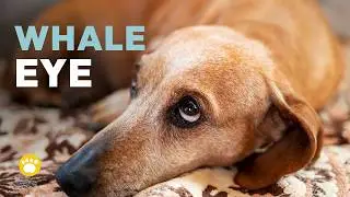 Why Your Dog Gives You Whale Eye &mdash; The Secret Signal You&rsquo;re Missing