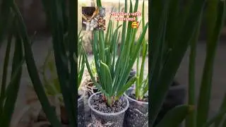 onion growing in water glass #growingvegetables