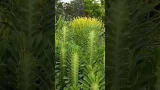 Beautiful Gorgeous Shower Plant and Rare Cactus