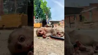 Monkey shocked reaction when millipede crawls near him 😱😁#short #trending #viralvideo #ytshorts