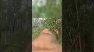 Forest View #jhargram #status #shortvideo #nature #trending #shortsfeed #beautiful #ncs #trending
