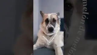 #cutedog #funnydogs #dogsoflondon