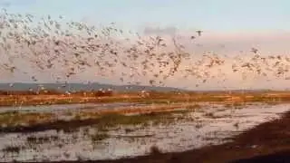 Biking Birder 2015 Peregrine attack at Greylake RSPB reserve, Somerset 3rd March 2015