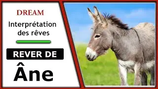 Interpr&eacute;tation et signification du r&ecirc;ve &Acirc;ne | signification r&ecirc;ves | dictionnaire des reves