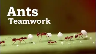 Ant Teamwork | Ants: Tiny Teamwork Titans #AntTeamwork #naturelovers #sciencefacts