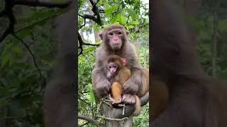 AWW MONKEY | Pat mother and son | MONKEY FUN EVERY DAY