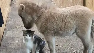 Heartwarming Bond: Cat and Donkey's Sweetest Friendship || WooGlobe