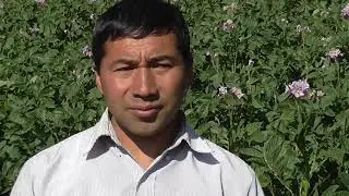 Producci&oacute;n de Semilla de papa y comercializaci&oacute;n
