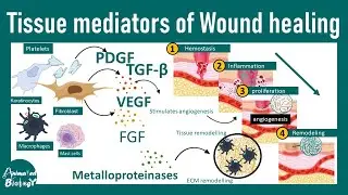 Tissue mediator of wound healing | Wound healing steps | USMLE step 1