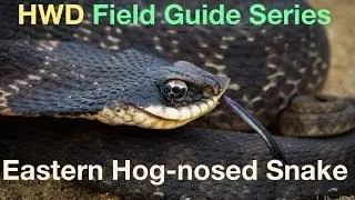 HWD Field Guide Series: Eastern Hog-nosed Snake