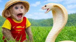 Monkey Baby Bi Bon Paling Imut Pakai Tisu & Nakal di Kolam dengan Anak Anjing dan Bebek