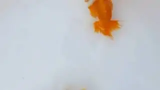 DSCF4331