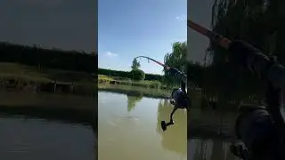 Big carp on bread!🐟 #fishing #bigcarp #fishingvideo #viralvideos #carp #carpfishing #карп #рыбалка