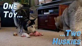 One Toy. Two Huskies. Instant Drama. | Funny Husky Playtime Squeaky Toy Chaos!