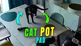 Cat Instantly Jumps Away When Owner Pushes a Pot Pad