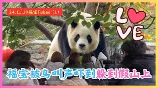 2024.11.19🍎福宝푸바오（1）🍎福宝休闲的吃着竹子，突然被鸟叫声吓到，躲到假山上去了！🍎神树坪连续降温，今天游客稀少！🍎#fubao #판다 #푸바오 #大熊猫福宝 #panda