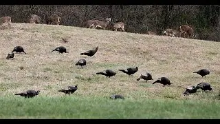 Turkeys Flock with Whitetail Deer | Wild Turkeys in Pennsylvania