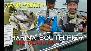 Selar Frenzy! Are SCADS in Marina South Pier Singapore? Ultralight Fishing Ajing
