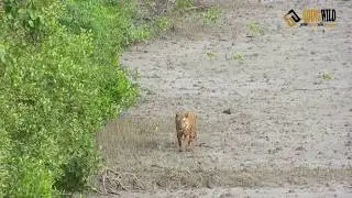 Sundarban Tiger sighting