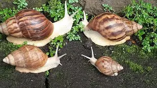 Nature's Rarest Sight : Observing the White Snail Migration