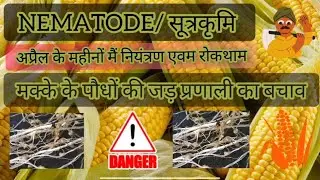 मक्के के पौधों 🌽की जड़ प्रणाली का बचाव|Nematode/सूत्रकृमि|☀️अप्रैल के महीनों मैं नियंत्रण एवम रोकथाम