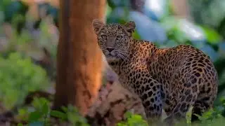 Vervet 🐒monkey  alarm calls after seeing 🐆Leopard&Leopard Hunt