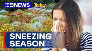 Hay fever wreaks havoc as sneezing season arrives | 9 News Australia